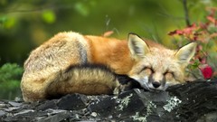 Animals red sleeping foxes