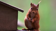 Animals red squirrels