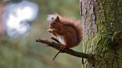 Animals red squirrels