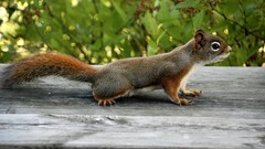 Animals red squirrels miller fred