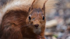 Animals red whiskers squirrels
