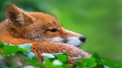 Animals red wildlife foxes