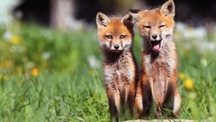 Animals red yawns foxes baby animals