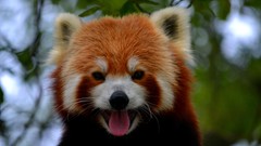 Animals red yawns red pandas