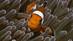 Animals reef coral clownfish