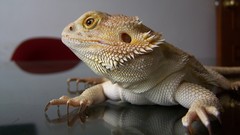 Animals reflections desks Reptiles lizards bearded dragon