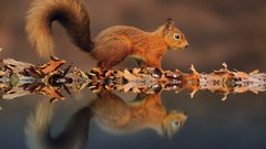 Animals reflections squirrels