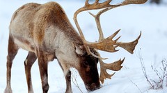 Animals reindeer