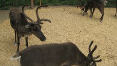 Animals reindeer animal