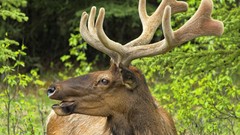 Animals reindeer moose