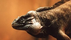 Animals Reptiles aquatic