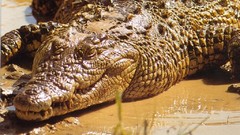 Animals Reptiles aquatic