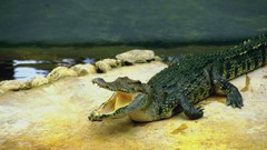 Animals Reptiles aquatic