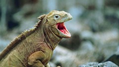 Animals Reptiles aquatic