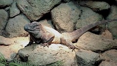 Animals Reptiles aquatic