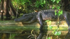 Animals Reptiles aquatic