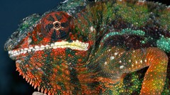 Animals Reptiles chameleons