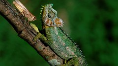 Animals Reptiles chameleons