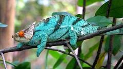 Animals Reptiles chameleons