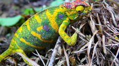 Animals Reptiles chameleons
