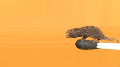 Animals Reptiles chameleons