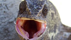 Animals Reptiles chameleons