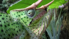 Animals Reptiles chameleons