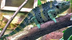 Animals Reptiles chameleons