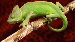 Animals Reptiles chameleons
