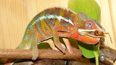 Animals Reptiles chameleons