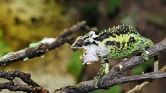 Animals Reptiles chameleons