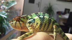 Animals Reptiles chameleons