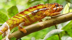 Animals Reptiles chameleons