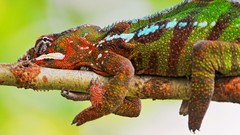 Animals Reptiles chameleons