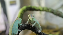 Animals Reptiles chameleons