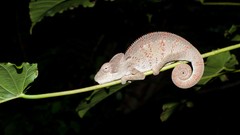 Animals Reptiles chameleons