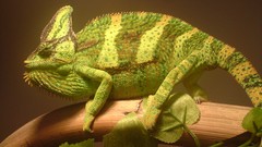 Animals Reptiles chameleons