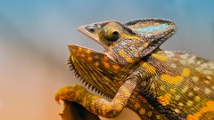 Animals Reptiles chameleons