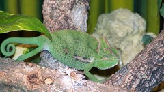 Animals Reptiles chameleons