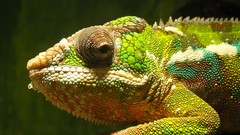 Animals Reptiles chameleons