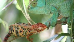 Animals Reptiles chameleons