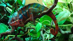 Animals Reptiles chameleons