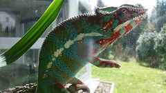 Animals Reptiles chameleons