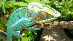 Animals Reptiles chameleons