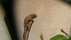 Animals Reptiles chameleons