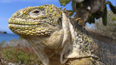 Animals Reptiles iguana
