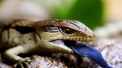 Animals Reptiles lizards