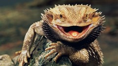 Animals Reptiles lizards