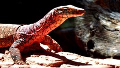 Animals Reptiles lizards