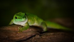 Animals Reptiles lizards